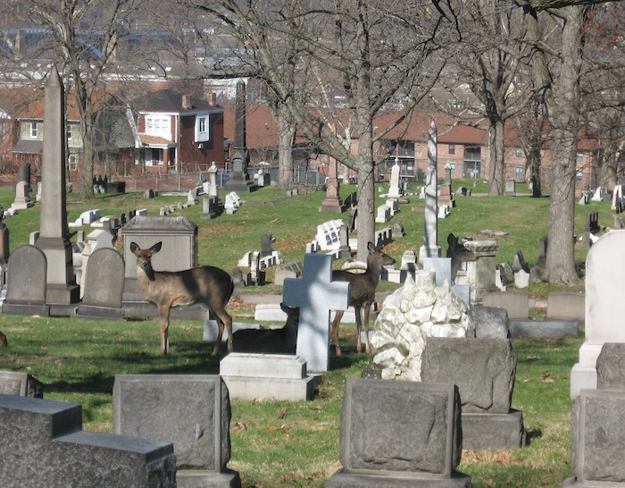 Allegheny Cemetery Key